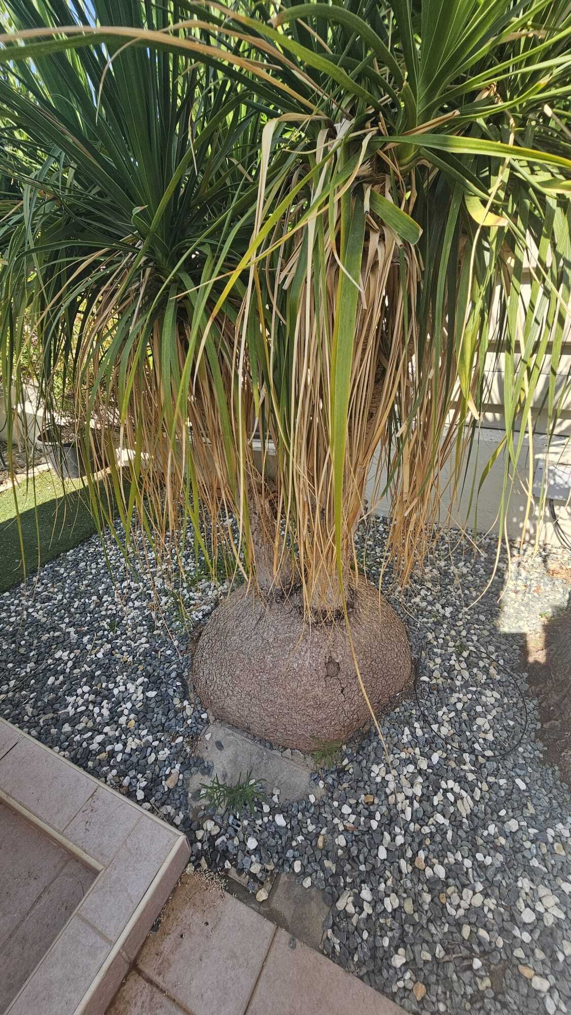  „Traum-Bungalow in Tala – modern, hell & einladend“ 